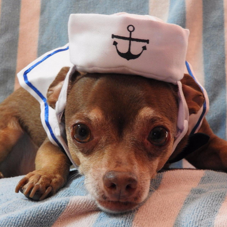 ⚓🐾 "Ahoy, Matey! Pet Sailor Suit - Set Sail in Style!" 🐾⚓